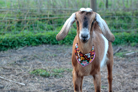 goats with a bandana nubian