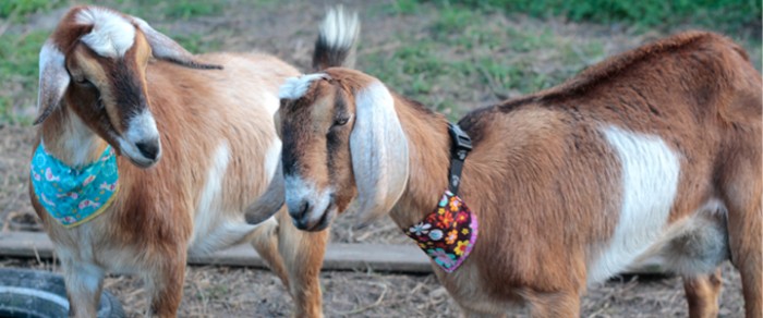 nubian goats with bandanas