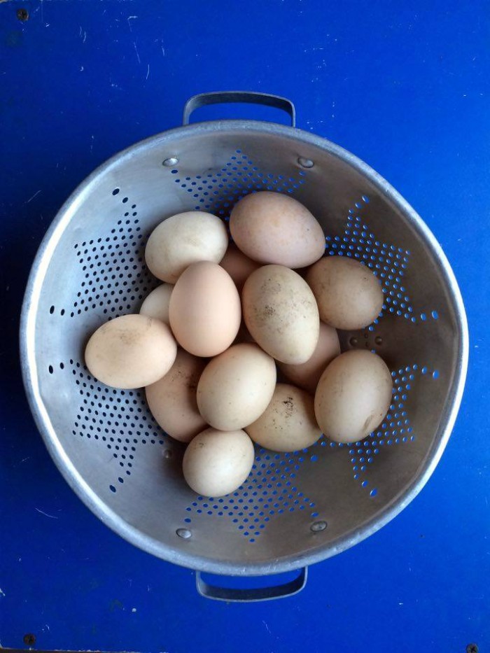 crafty gemini eggs