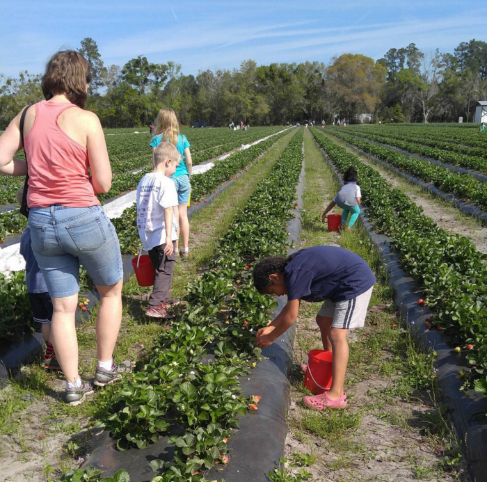 crafty gemini kids strawberry picking