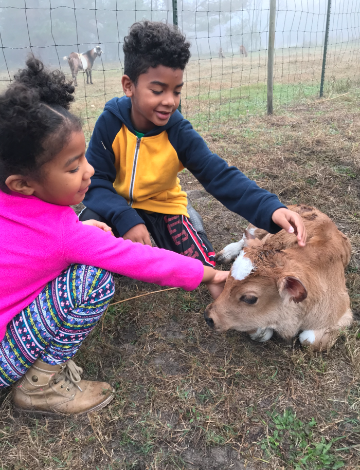 crafty gemini kids with baby calf dec 2017