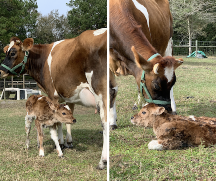 Gracie and Cinnamon jersey cows