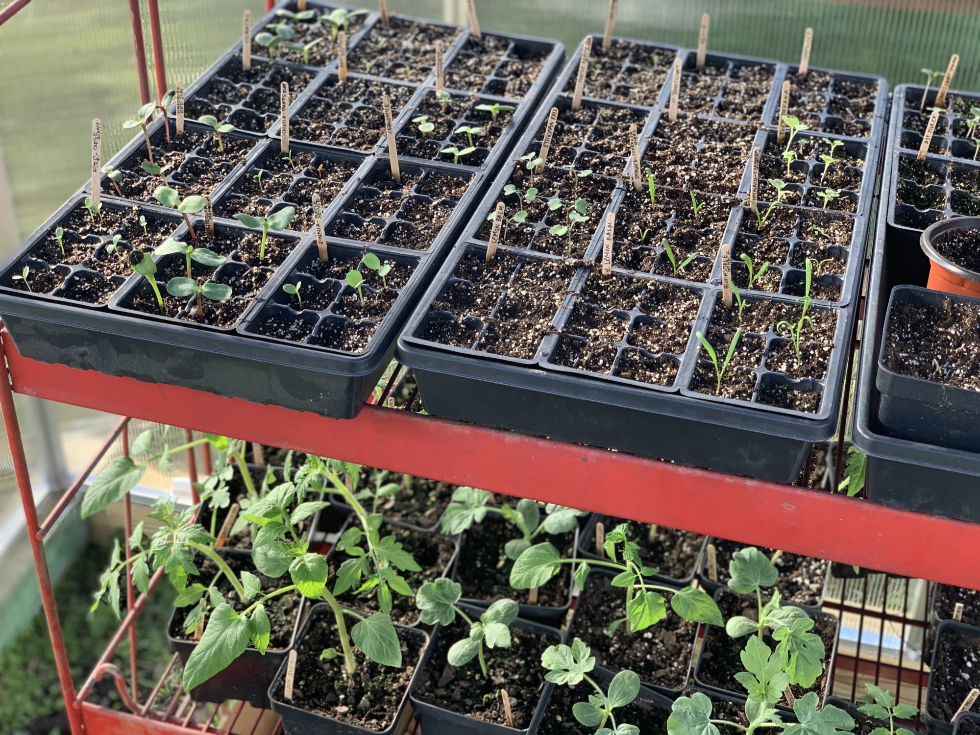 How to Start Seeds for a Vegetable Garden Crafty Gemini