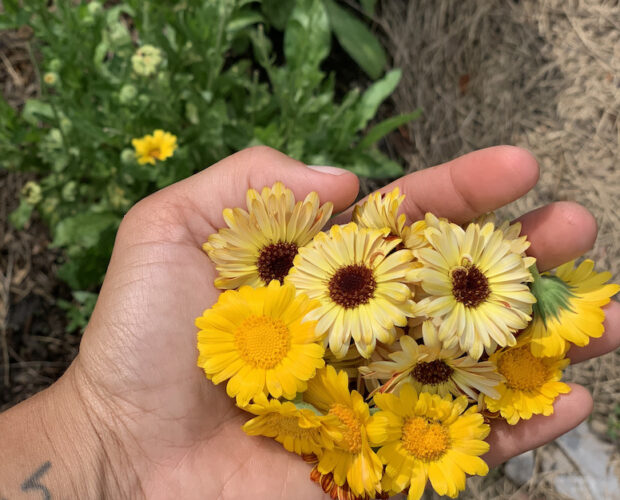 crafty gemini growing calendula flowers