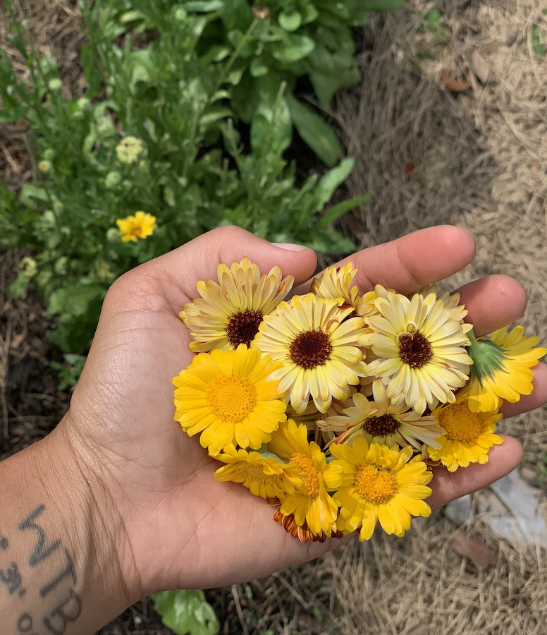 Grow Calendula Flowers