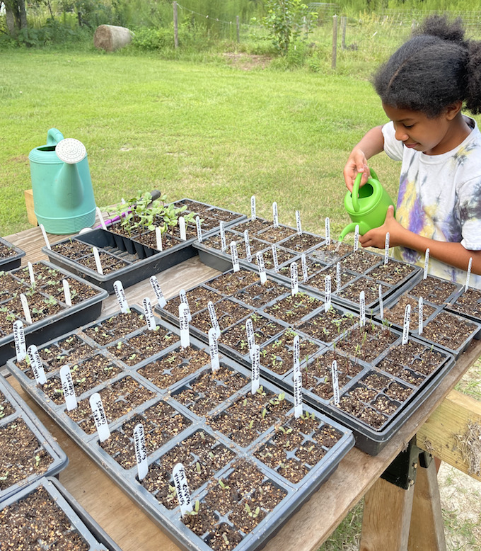 watering seedlings crafty gemini homestead