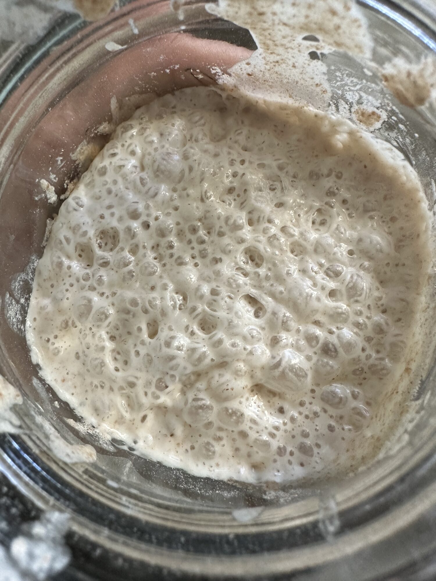 sourdough starter wild yeast