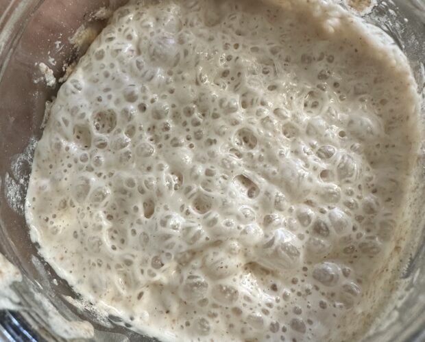 sourdough starter wild yeast