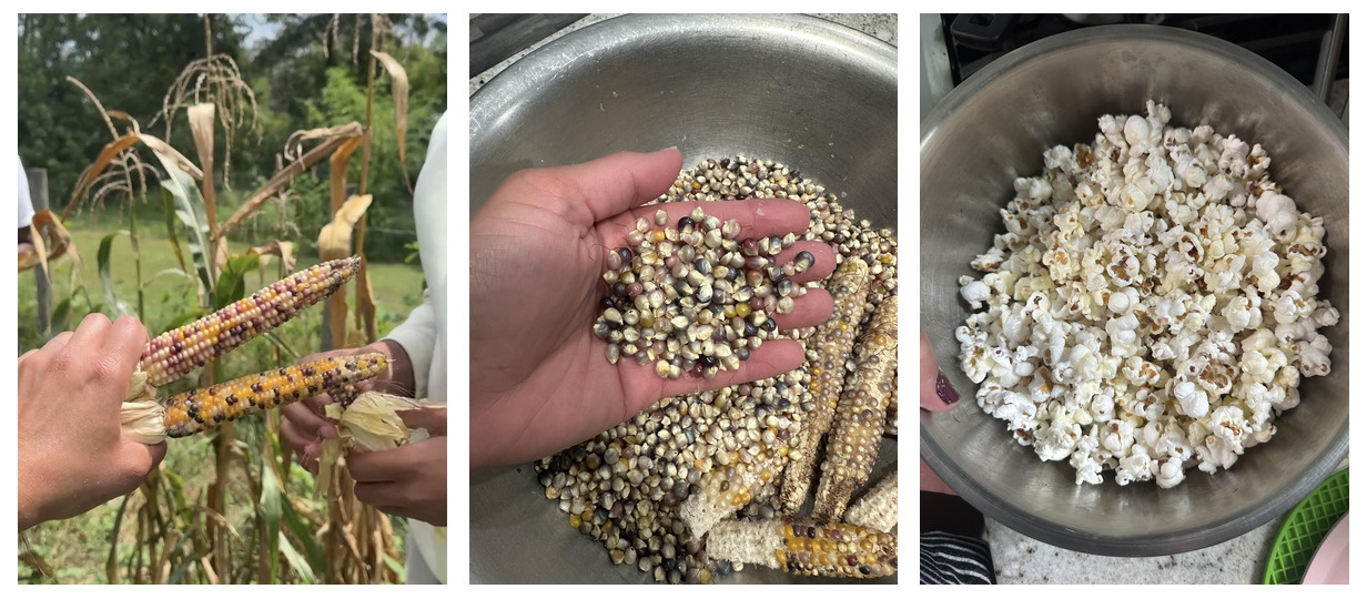 A series of three images showing homegrown corn, then corn kernel in a metal bowl, then homemade popcorn in a metal bowl