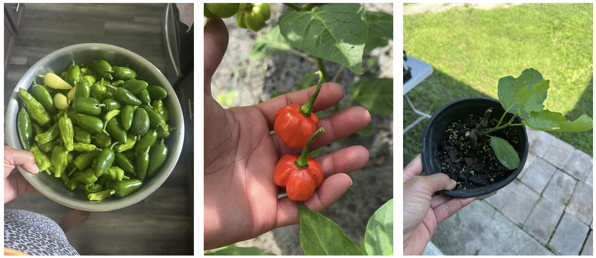 Series of three photos showing home grown peppers plus one fig tree cutting in a small pot