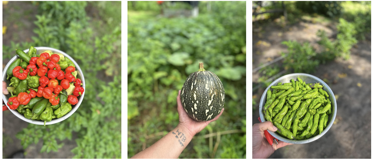 Three photos of Vanessa holding fresh garden harvest