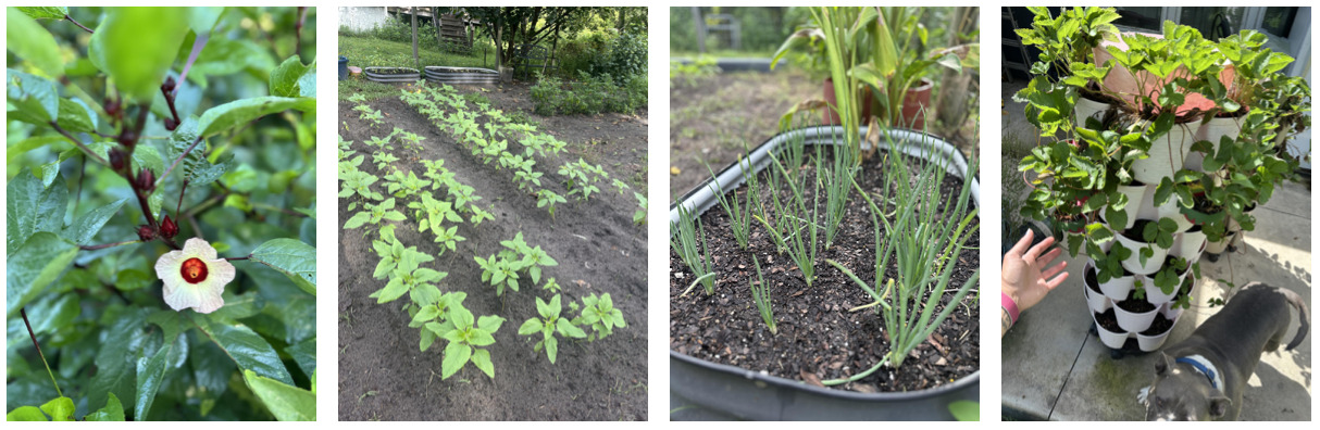Four photos of Vanessa's garden showing roselle, sunflowers, Louisiana Evergreen Shallots, and strawberry plants