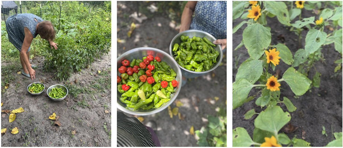 Three gardening photos