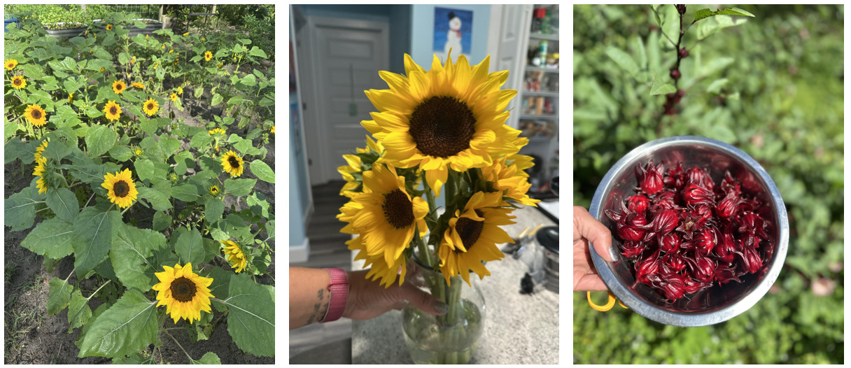Three photos of sunflowers and sorrel