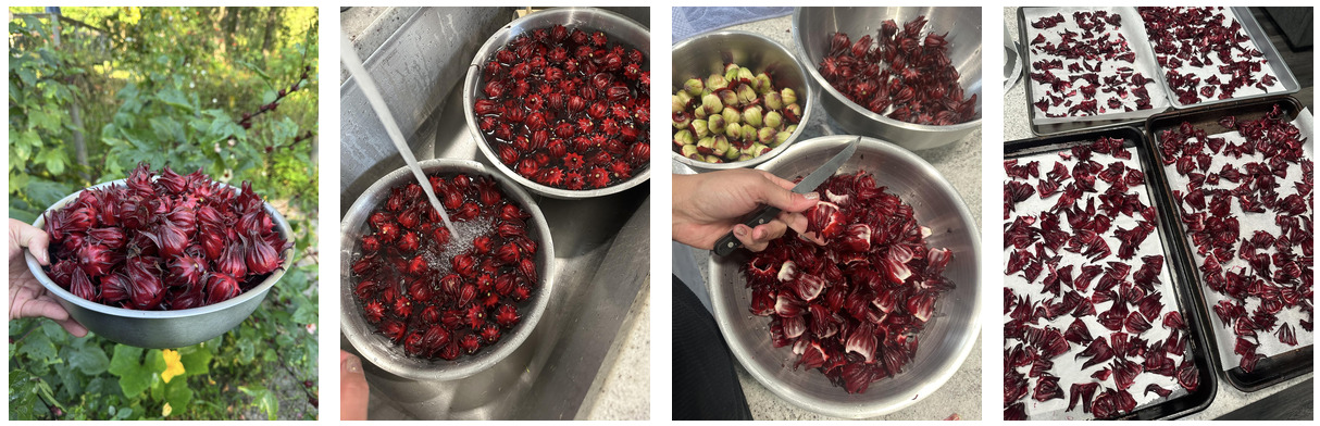 A series of four photos showing the process of Vanessa dehydrating sorrel (harvesting, washing, peeling, drying the bright red flowers)
