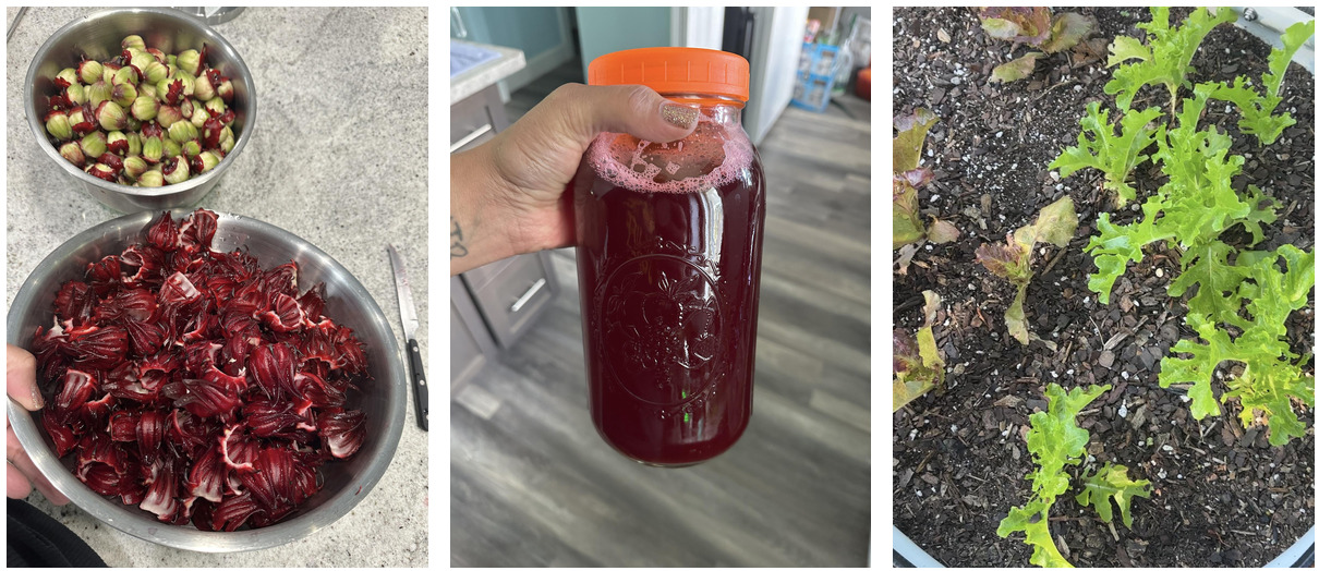 Photos from the garden showing harvested roselle, a jar of sorrel, and lettuce ready to harvest.
