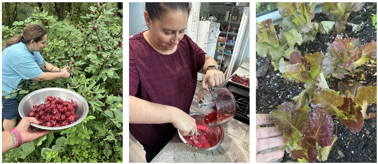 Three photos from the garden, harvesting roselle, making roselle curd, and lettuce growing