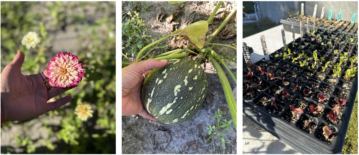Photos from the garden zinnias, auyama, and lettuce seedlings