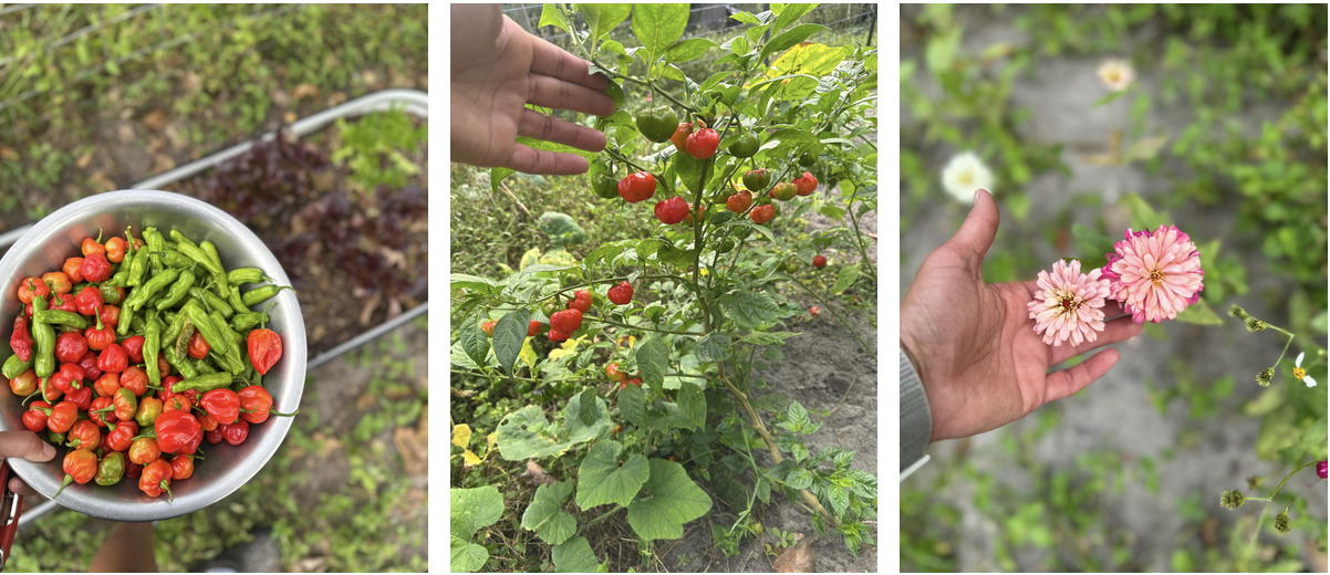 Three photos from the garden showing harvesting peppers and roselle